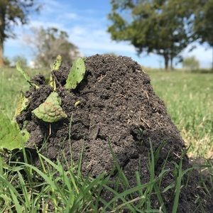 Meet your Posher, Harrison